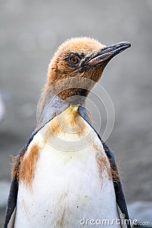 Head of young king penguin in moult - Aptendytes patagonica - Gold Harbour, South Georgia Stock Photo