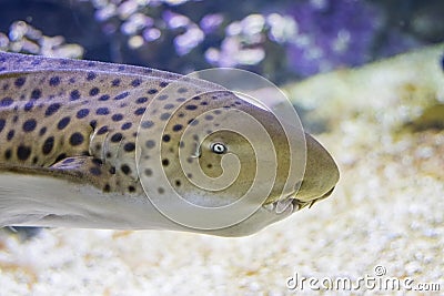 The head of Zebra shark swims at a coral reef in the Indian Ocean Stock Photo