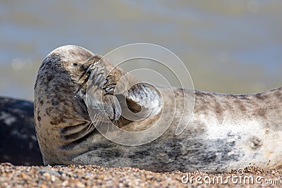 Headache. Funny animal meme image. Wild seal covering its eyes Stock Photo