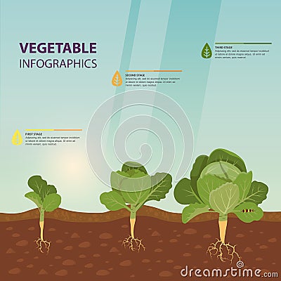 Headed cabbage infographic template. Vegetable Vector Illustration