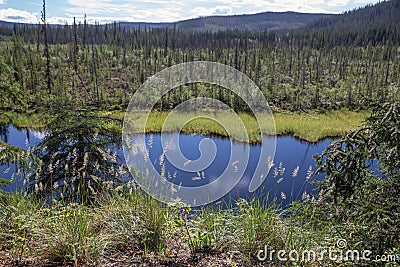 Delicate backlit grasses overlook wilderness from West Fork Camp Stock Photo