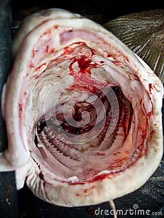 Headless fish Stock Photo