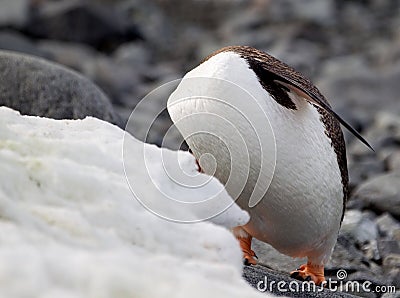 Headless Gentoo Penguin Stock Photo