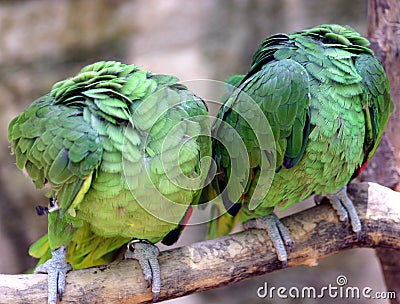 Headless Parrots Stock Photo