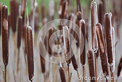Heads of Bulrushes Stock Photo