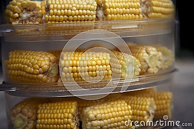 Heads of corn laid out for cooking in a double boiler. Corn broken into pieces in a steamer. Stock Photo