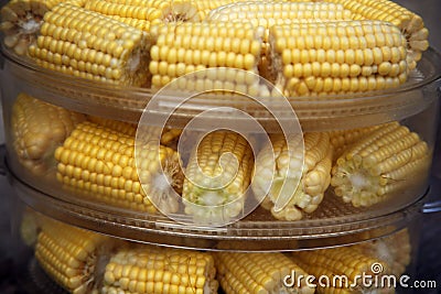 Heads of corn laid out for cooking in a double boiler. Corn broken into pieces in a steamer. Stock Photo