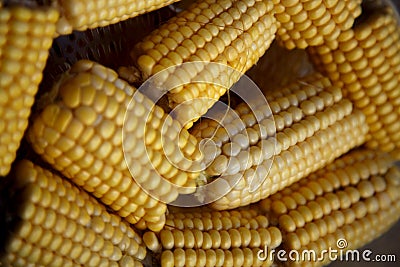 Heads of corn laid out for cooking in a double boiler. Corn broken into pieces in a steamer. Stock Photo