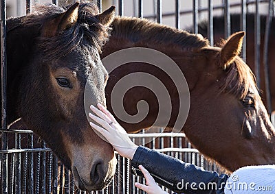 The heads of cute horses closeup in the park. Stock Photo