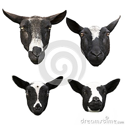 Heads of four cute little lambs and sheep in black and white isolated on a white background Stock Photo