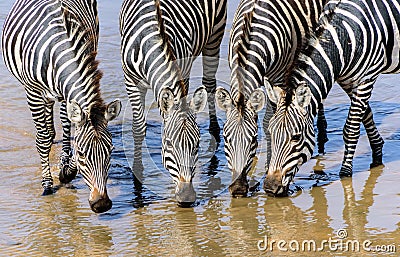 Heads of four drinking plains zebras Equus quagga in a river in the Tarangire NP Stock Photo