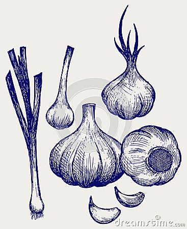 Heads of garlic Vector Illustration