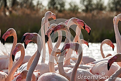 Heads, necks and beaks of flamingos Stock Photo