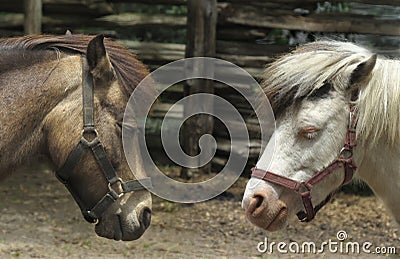 Heads of two horses. Stock Photo