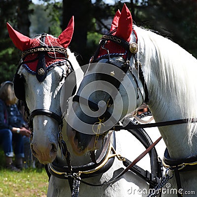 Heads of the white horses Stock Photo