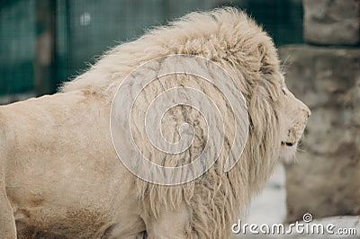 Headshot of African male lion a king of animals Stock Photo