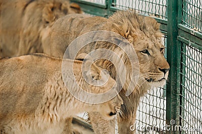 Headshot of African male lion a king of animals Stock Photo