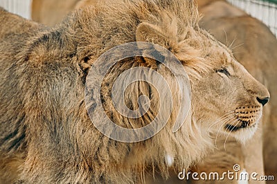 Headshot of African male lion a king of animals Stock Photo