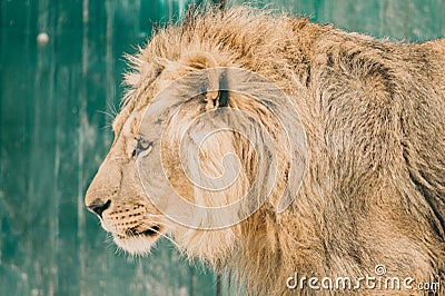 Headshot of African male lion a king of animals Stock Photo