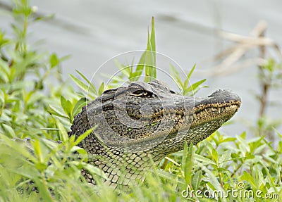 Headshot of American Alligator hiding in grass Stock Photo