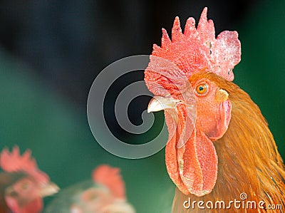 Headshot of Ardennaise rooster against green Stock Photo