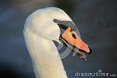 A headshot of a beautiful Mute swan, Cygnus olor, with water droplets on its head and neck with an open beak. Stock Photo