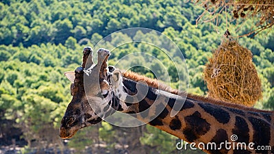 Headshot of a cute giraffe, a forest and a heap of hay in the background Stock Photo