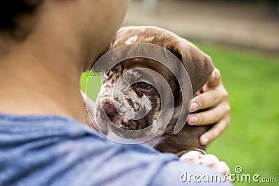 Headshot Cute puppy, light brown, white, being carried with love. Neapolitan Mastiff and Bandog mix puppies Stock Photo