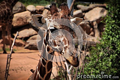 Headshot of Giraffe at Cheyenne Mountain Zoo. Stock Photo