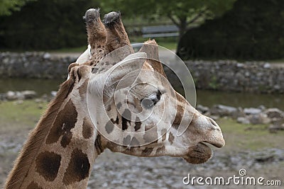 Headshot giraffe, close up Stock Photo