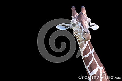 Headshot of Giraffe Isolated on Black Stock Photo