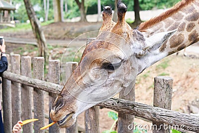 Headshot giraffe in zoo Stock Photo