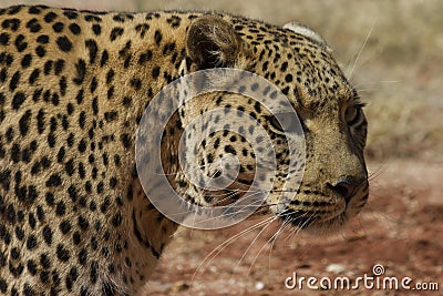 Headshot of Leopard with long whiskers Stock Photo