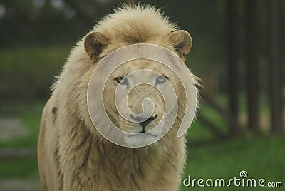 Headshot of Male White Lion (Panthera leo krugeri) Stock Photo