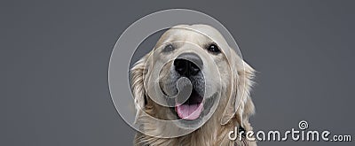 Headshot of a obedient funny dog in studio with gray background Stock Photo