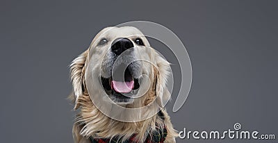 Headshot of a obedient funny dog in studio with gray background Stock Photo