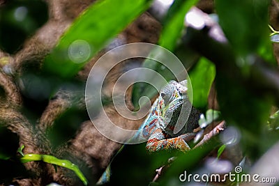 Headshot of a panther cameleon on a tree Stock Photo