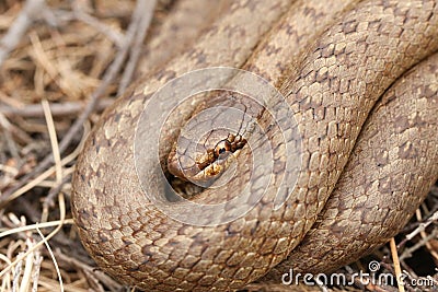 A headshot of a rare Smooth Snake Coronella austriaca coiled in the undergrowth. Stock Photo