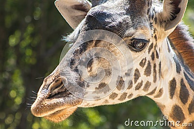 Headshot of single adult giraffe with green background Stock Photo