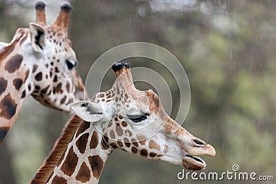 Headshot of two giraffe Giraffa camelopardalis tippelskirchii Stock Photo