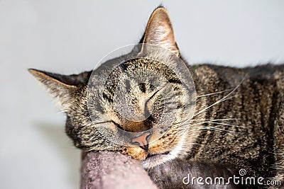 Headshot view of a sleeping gray striped tabby cat Stock Photo