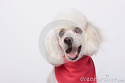 Headshot of white cute groomed poodle Stock Photo