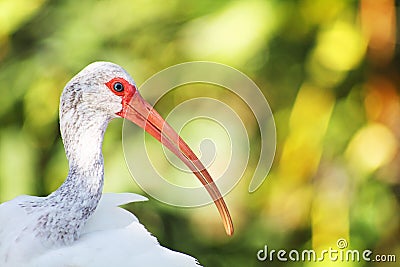Headshot of white Ibis against blurred background Stock Photo