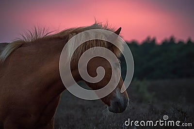 Headshot of a wild horse sunset Stock Photo