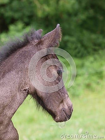 Pretty Foal Headshot Stock Photo