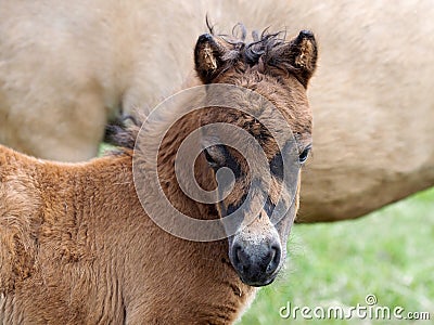 Headshot of a Young Shetland Foal Stock Photo