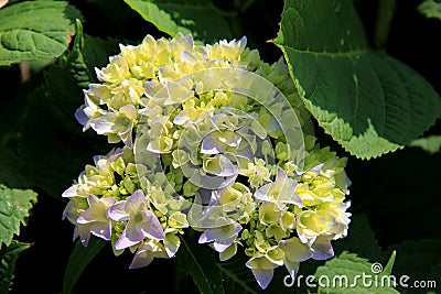 Heady fragrance of Hydrangea bush Stock Photo