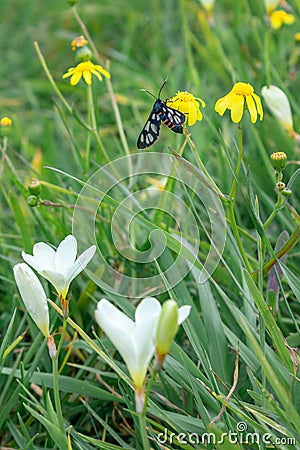 A Heady Maiden moth Amata kuhlweini feasting pollen on a beautiful flower, Cape Town Stock Photo