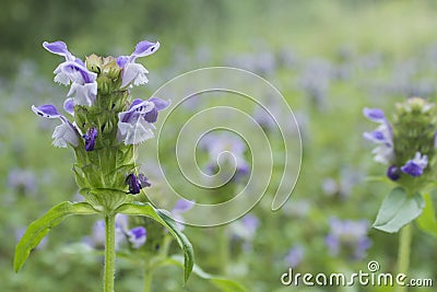 Heal-All plant Stock Photo