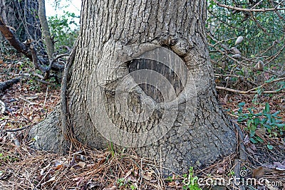 Healed Knot in a Living Tree Trunk Stock Photo